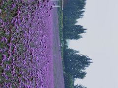 -紫颐香薰山谷景区