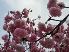 -天适樱花悠乐园