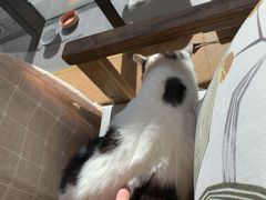 -吉丁鸟咖·异宠·寄养