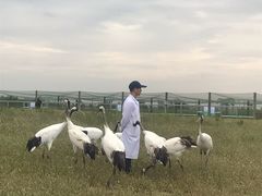 -盐城丹顶鹤湿地生态旅游区