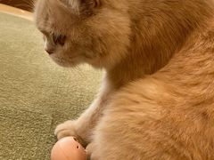-CAT’S MEWSTAR CAFE·喵星球猫屋(晴湾咖啡店)