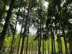 -广州市帽峰山景区