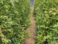 -庞各庄翠芳园西瓜蔬菜基地采摘园