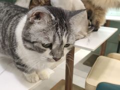 -安格丽娜·狗咖·猫咖羊驼咖(春熙路百盛商场店)