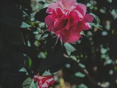 -寂照庵