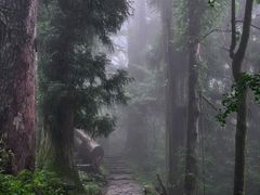 -天目山大树王景区