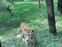 -北京野生动物园