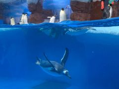 -海合安成都极地海洋公园