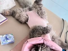 -纳吉亚猫专科动物医院博雅分院