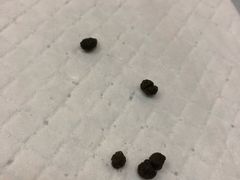 -艾贝尔宠物诊疗