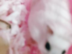 -钓仓鼠(洋桥北里小区店)