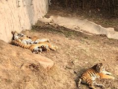 -西霞口神雕山野生动物世界