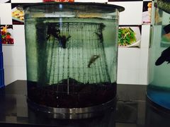 重庆酸菜鱼-重庆酸菜鱼(上海路店)
