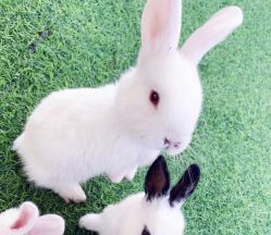 -萌宠亲子动物乐园(槐房万达店)