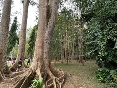 -中国科学院西双版纳热带植物园