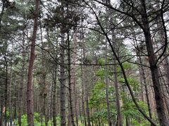 -帽儿山国家森林公园