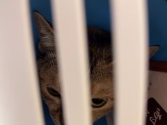 -瑞派康怡24h宠物医院·犬猫医疗中心·微创绝育(瑞景分院)