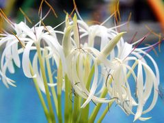 EP0A8532-三亚海棠湾万丽度假酒店