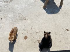-哈尔滨北方森林动物园