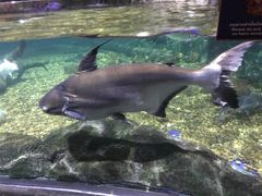 -暹罗海洋世界
