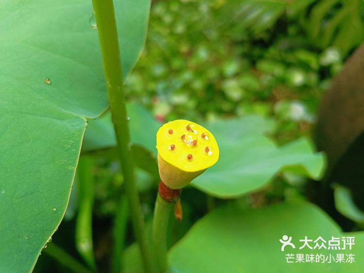 一起享受大自然的美宣平十里荷花 -大众点评