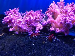 -芜湖新华联大白鲸海洋公园