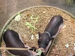 -正佳雨林生态植物园