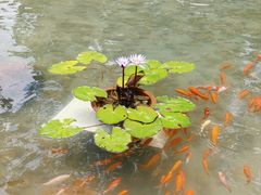 -荔湾湖公园