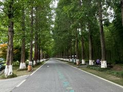 -黄海国家森林公园