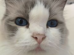 -怪兽屋·羊驼·猫咖·狗咖(俊华广场店)