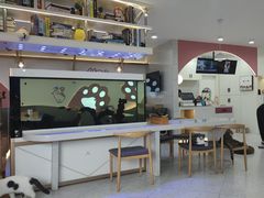 -喵园·猫主题咖啡厅·撸猫·猫咖(国贸店)