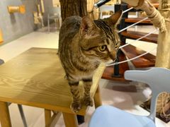 -豆逗聊愈猫阁Easy Life