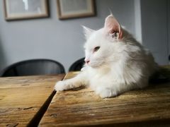 -吉丁鸟咖·异宠·寄养