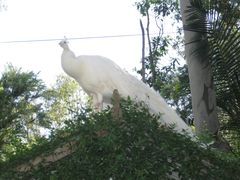 -费瑟代尔野生动物园