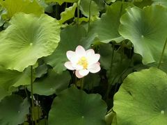 -四川大学(华西校区)