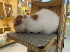 -平行世界·猫咖(首经贸店)