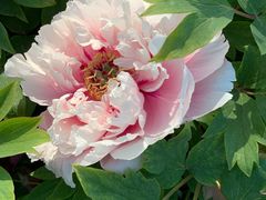 -济南国际园博园