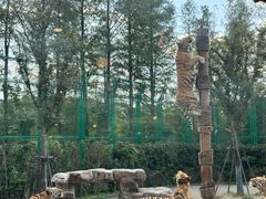 -上海野生动物园老虎餐厅