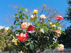 -人民公园(罗湖区)