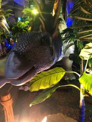 -恐龙探索乐园(磁器口店)