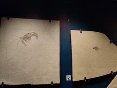 -正佳自然科学博物馆