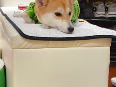 -逗柴咖啡屋·狗咖猫咖宠物桌游