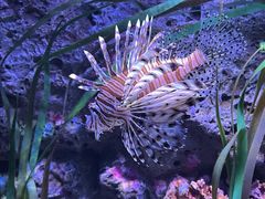 -暹罗海洋世界