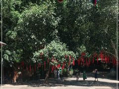 -西双版纳原始森林公园