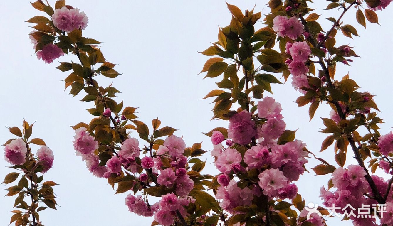 春天的颜色 | 海棠花开