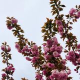 春天的颜色 | 海棠花开