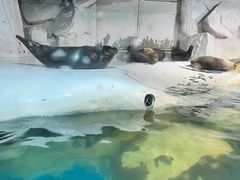 -大连圣亚海洋世界