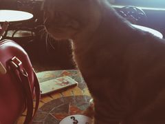 -猫猫幼稚园·撸猫·桌游·电玩