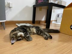 -猫大福·Fortune Cat猫舍(百子湾店)