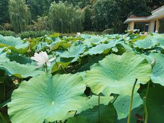 -绵阳人民公园(涪城区)